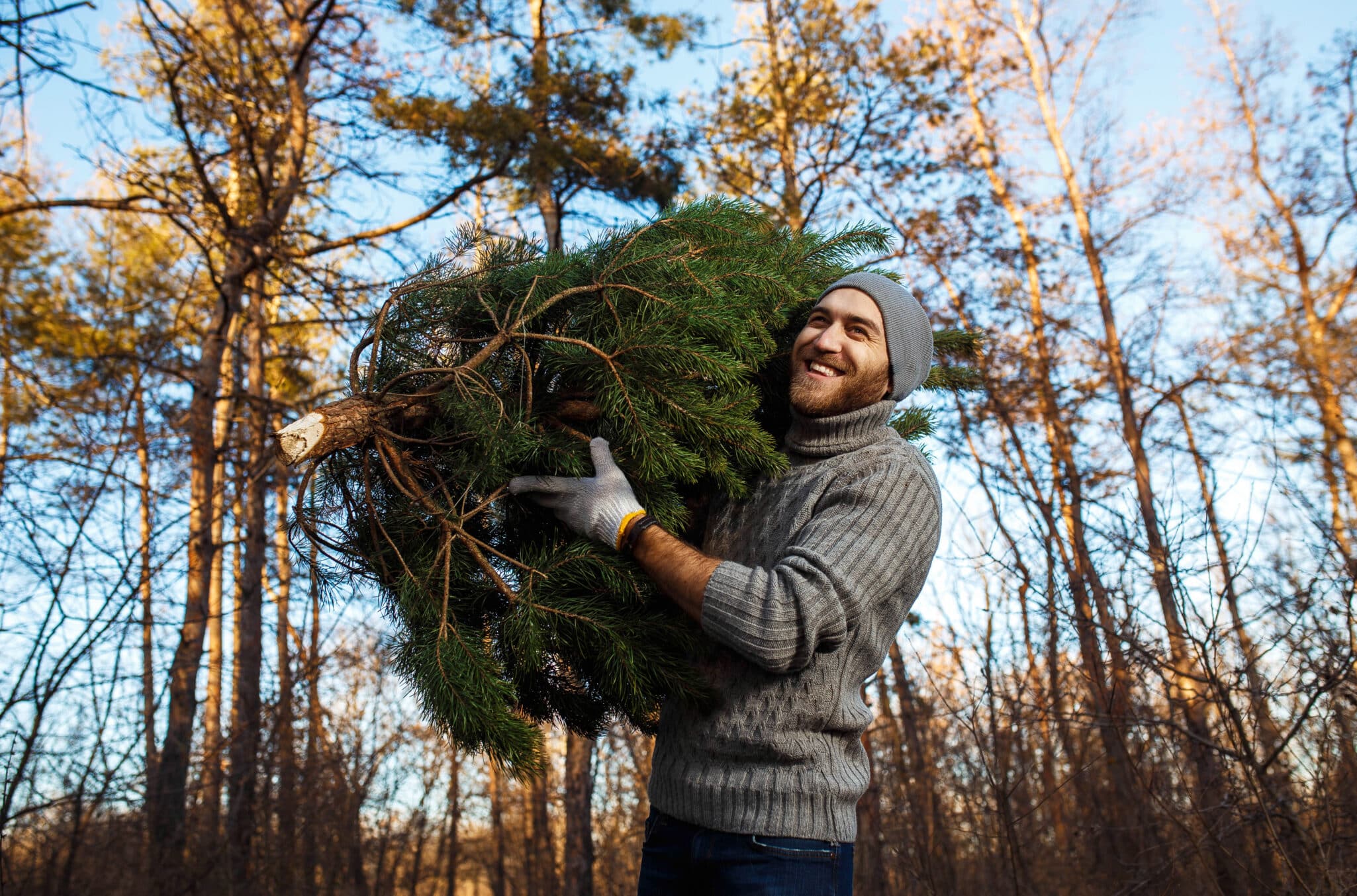 Young,Man,Is,Carrying,Christmas,Tree,In,The,Wood.,Men
