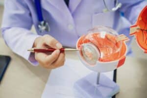 Doctor with large model of eye anatomy